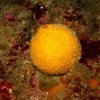 Eponge Orange de mer